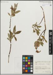 Foto von Salix pseudomedemii E. L. Wolf